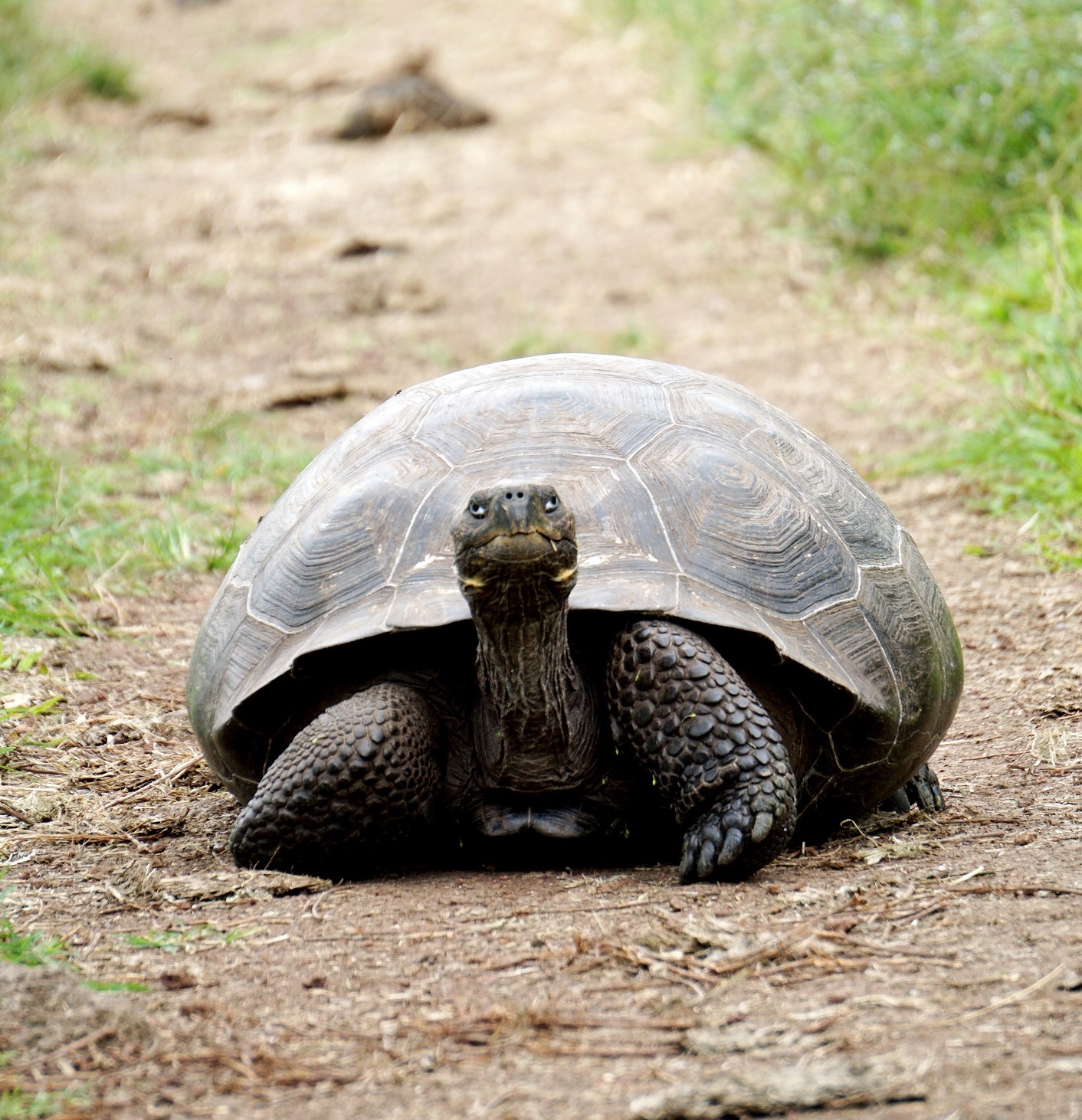 Turtle down. Brown Tortoise. Slow Tortoise.